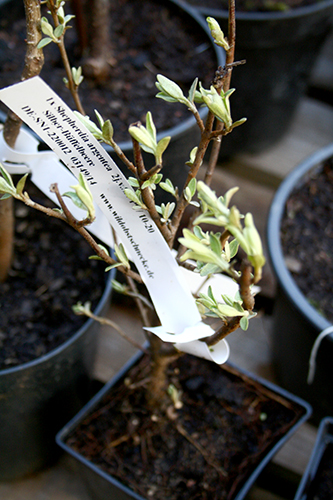 Bisonbär (Sheperdia argentea) is a nitrogen-fixing shrub with edible berries.
