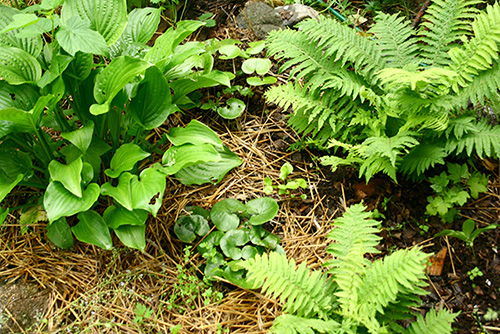 A polykultur of Ostrich, funkia, European hasselört and vårsköna which all thrive in deep shade.