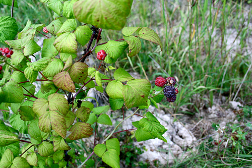 Svarthallon (Rubus occidentalis)