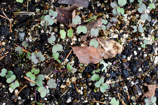 Helgoländer col silvestre (Brassica oleracea subsp. oleracea)