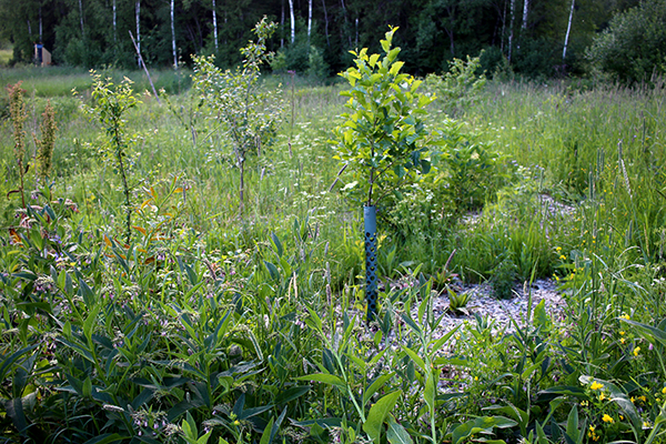 Putt Myra skogsträdgård im Juli 2016. Zusätzlich zu viel von dem Kunststoff entfernt wird jetzt Wühlmaus Lebensraum Traum etwas sehen.