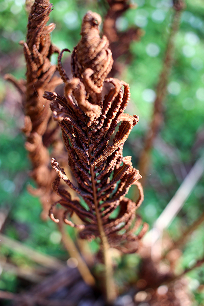 Strutbräken är lätt att känna igen på sina sporangieblad som sitter i mitten av plantan och som sitter kvar fram till våren.