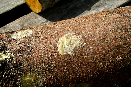Träpluggarna är på plats och hålen är igenpenslade med flytande bivax för att skydda stocken mot uttorkning.