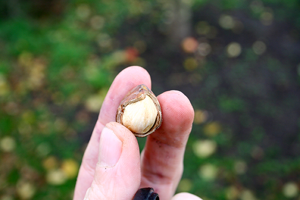 A nut of Turkish hazel trees (Corylus colurna). It has thicker shell than ordinary hazelnuts., allowing pests harder to get into the nuts. The actual nut does not shrink during drying and the taste is really good.