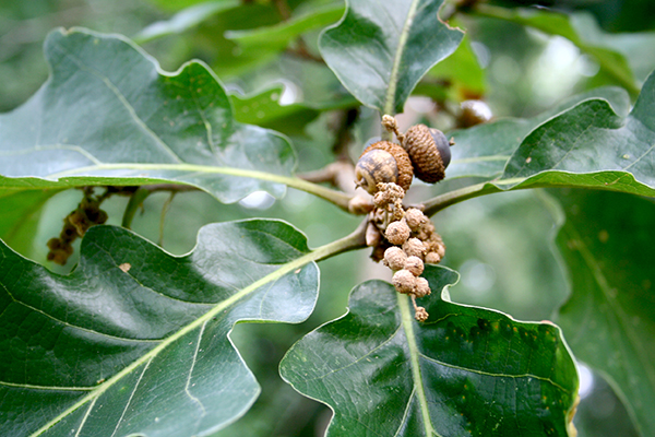 Kärrvitek (Quercus bicolor) är en annan nordamerikansk ek med låg tanninhalt som skulle kunna trivas i vårt klimat.