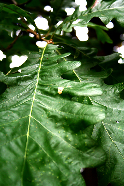 Storfruktig ek (Quercus macrocarpa), eller kardborrek som den även kallas på svenska kan få nästan klotrunda ekollon med en diameter på upp till 5 cm när de trivs. De ger riklig skörd ungefär var tredje år i sitt ursprungshabitat i nordöstra USA.