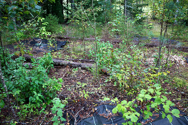 A small part of Putt Myra forest garden we construct in an existing forest, where we have put aside most competitive trees. We cover only locally around the hazel bushes, but have discovered that rotkonkurrensen with slyet that has come up is too big and hasslarna grows slowly.