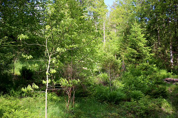 Exotic trees such as hickory ski (Carya ovata) do well in semi-shady, protected areas in the early years.