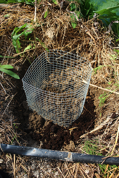 Vole cage planting
