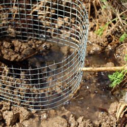 How to plant trees in net cages