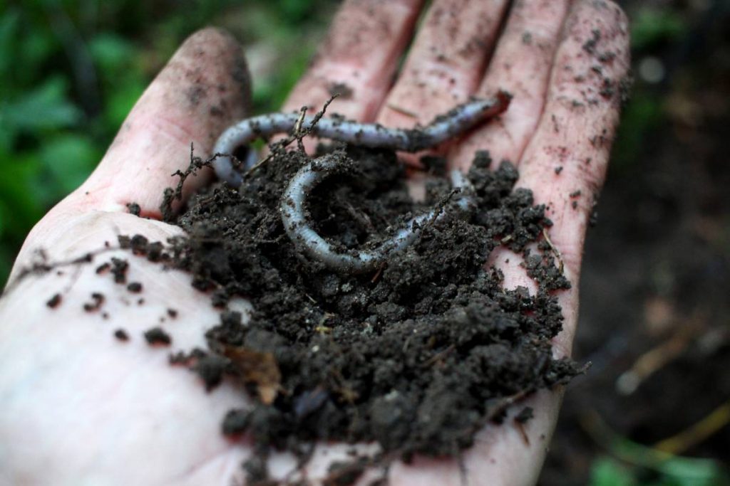 Earthworm on hand